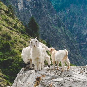 chevre-himalaya